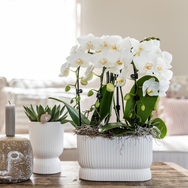 Pot Diabolo Blanc Décoratif