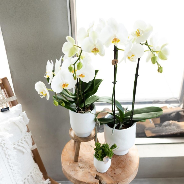 Support en bois pour plante d'intérieur