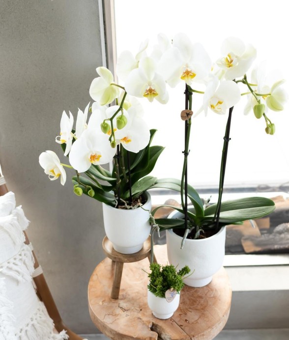 Support en bois pour plante...