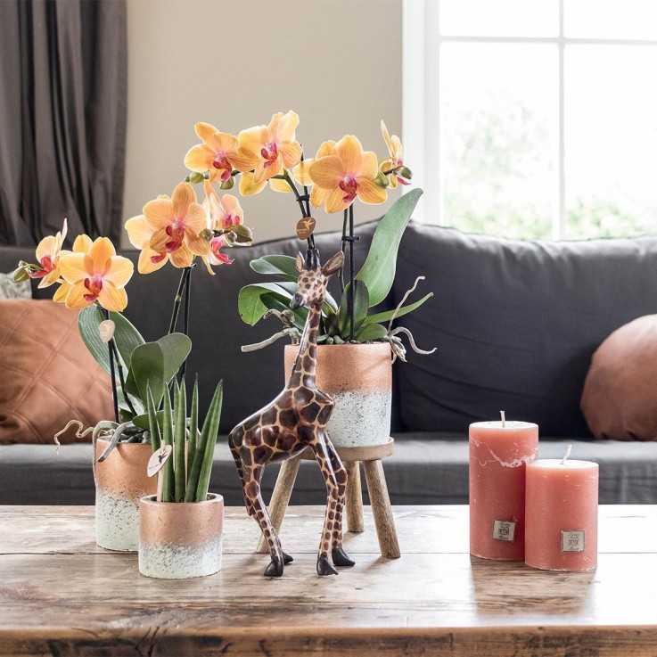 Support en bois pour plante d'intérieur