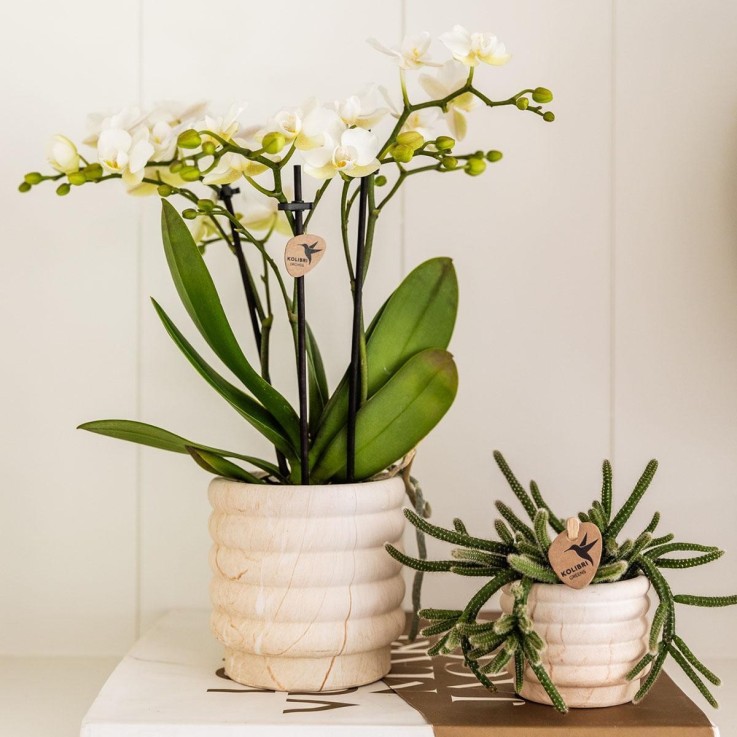 Sierpot en céramique Marble Light