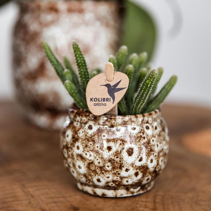 Offre Combinée Safari Pots Décoratifs