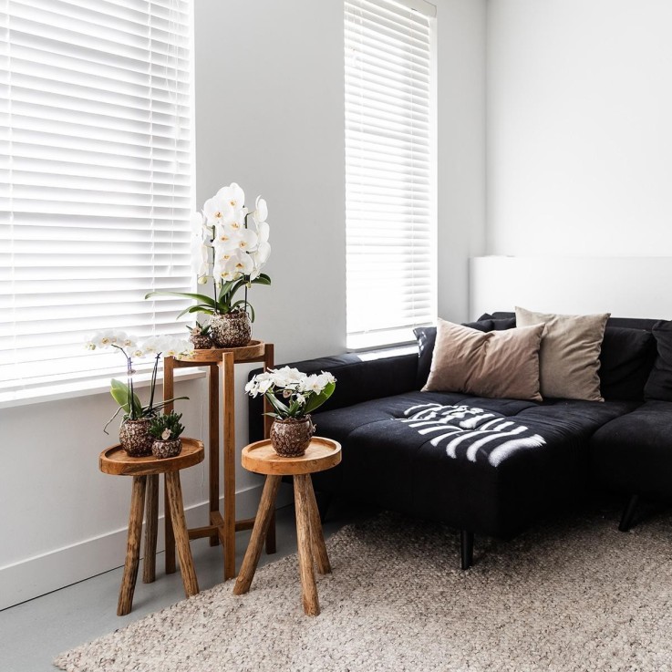 Offre Combinée Safari Pots Décoratifs