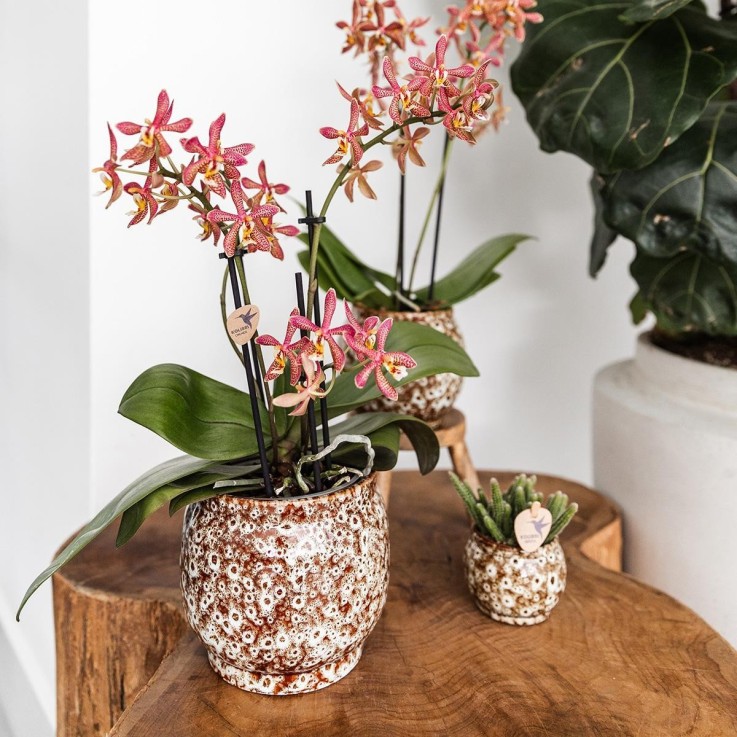 Offre Combinée Safari Pots Décoratifs