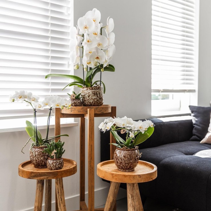 Offre Combinée Safari Pots Décoratifs