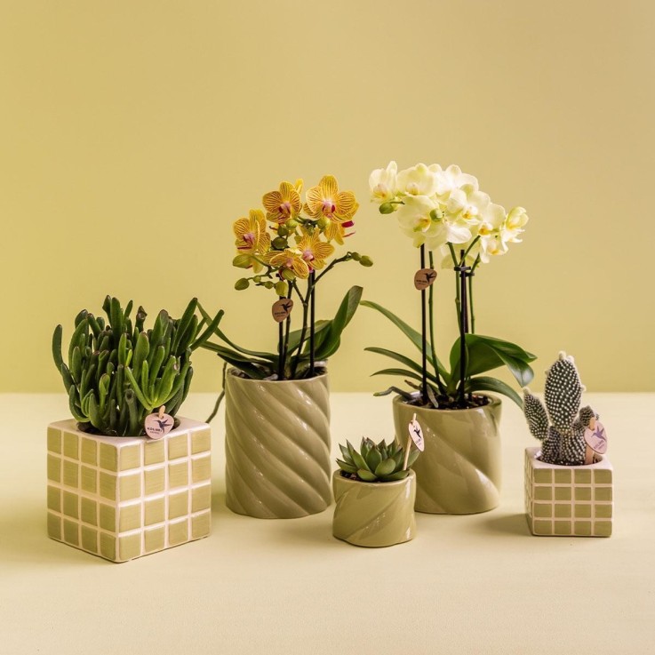 Pot Décoratif Candy Vert