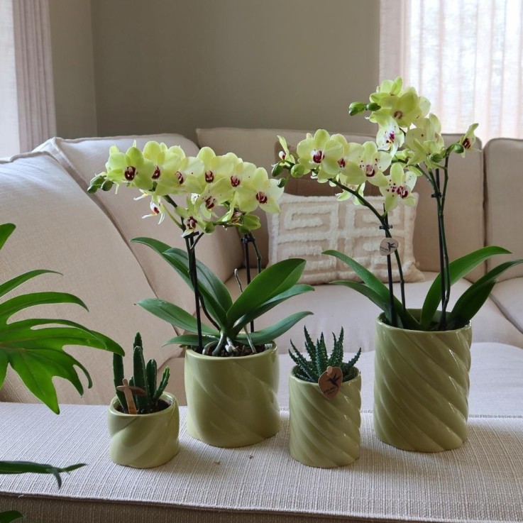 Pot Décoratif Candy Vert