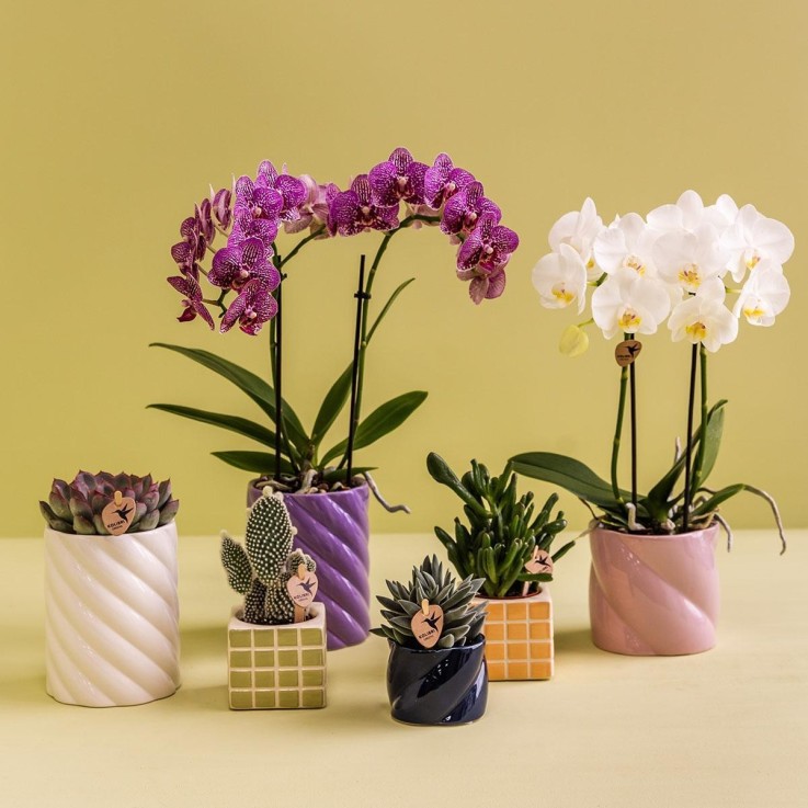 Pot décoratif Candy rose