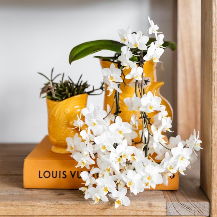 Pot décoratif Fish en céramique orange