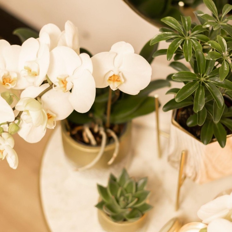 Support métallique doré pour plante d'intérieur