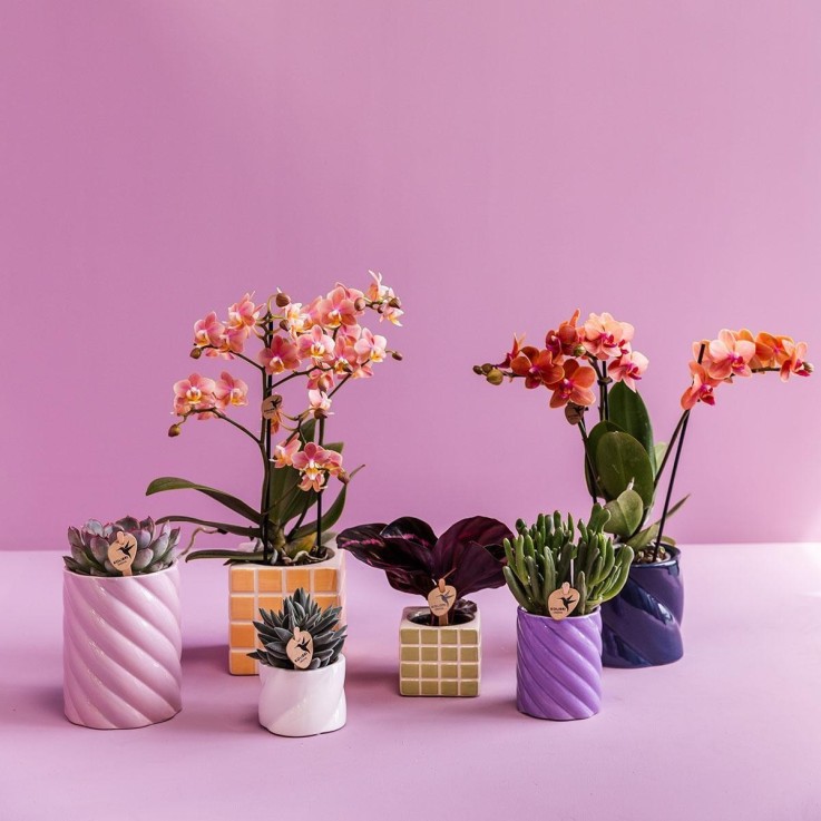 Pot décoratif Candy lilas haut