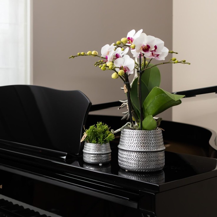 Cache-pot argenté - Ø6cm