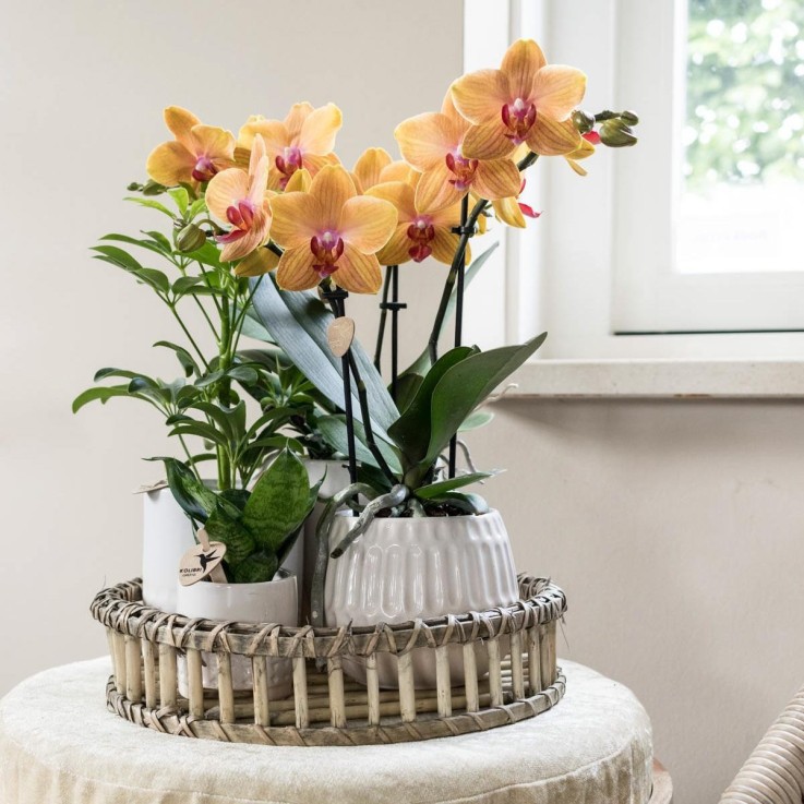 Plateau de décoration en bambou