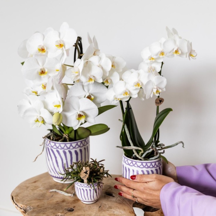 Pot décoratif Granada Lilas