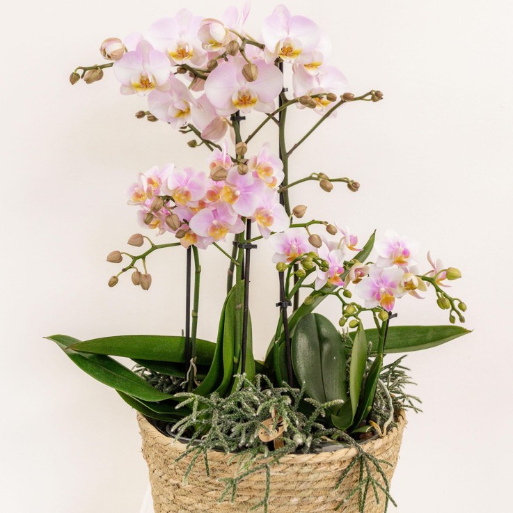 Système d'arrosage pour orchidées avec réservoir et mèches