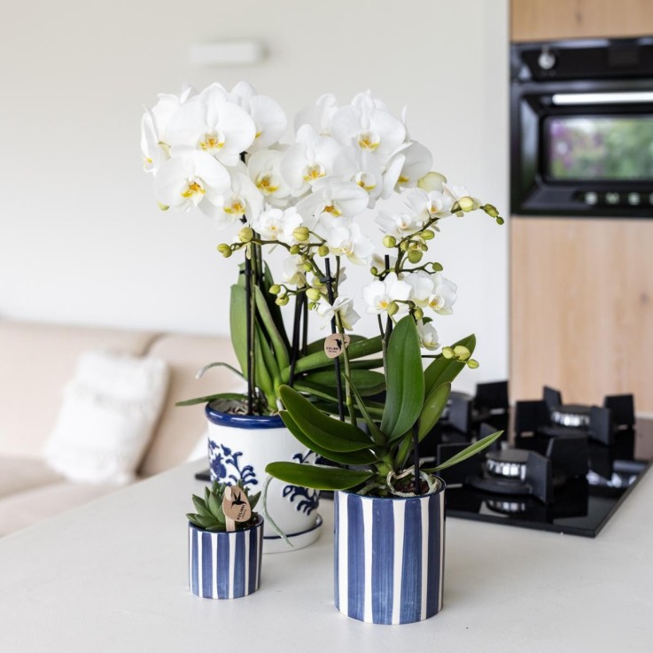 Pot décoratif Painted Stripe - Bleu