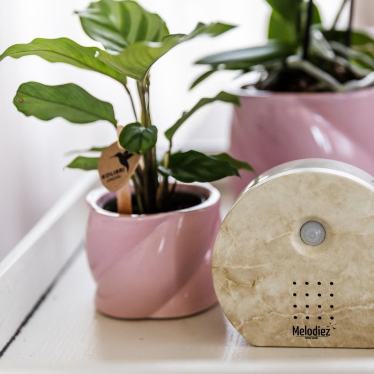 Boîte Mélodieuse - Son Naturel