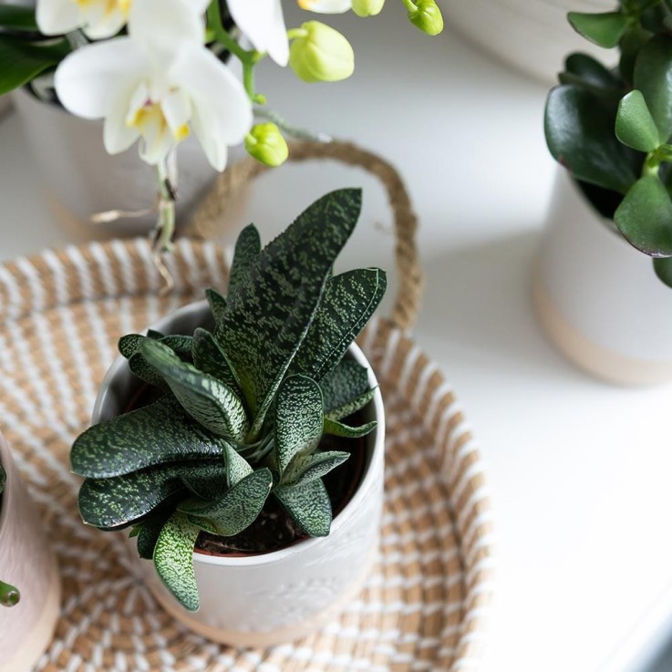 Plateau tressé blanc - Accessoire déco