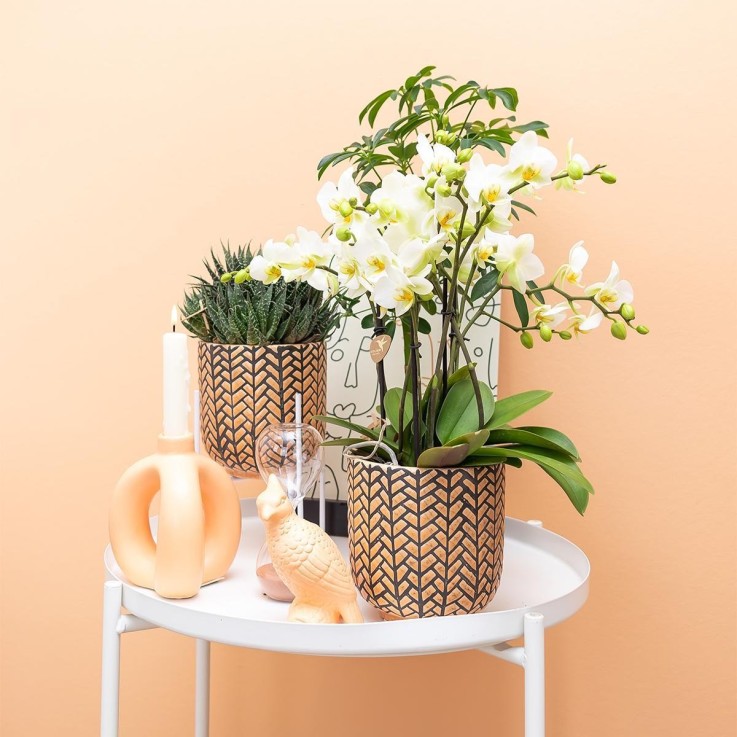 Ornement Cockatoo Pêche - Décoration Plantes