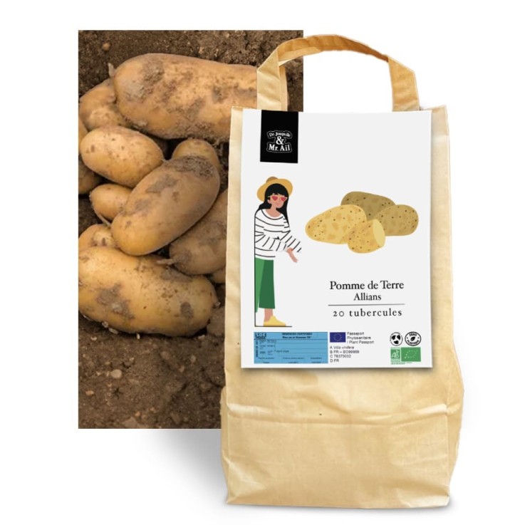 Pomme de terre Allians