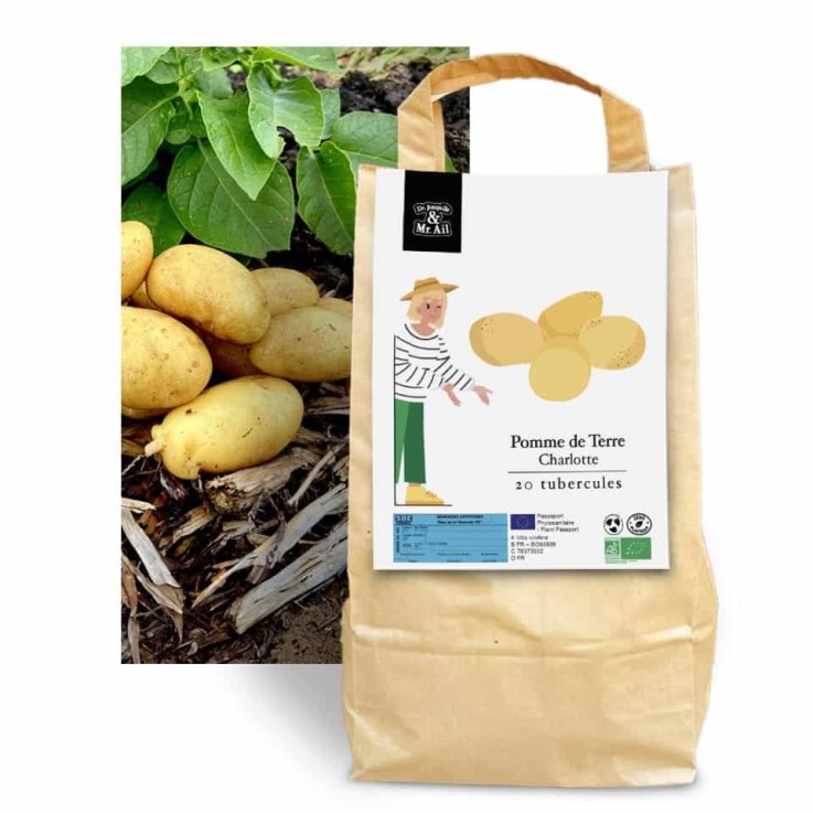 Pomme de terre Charlotte