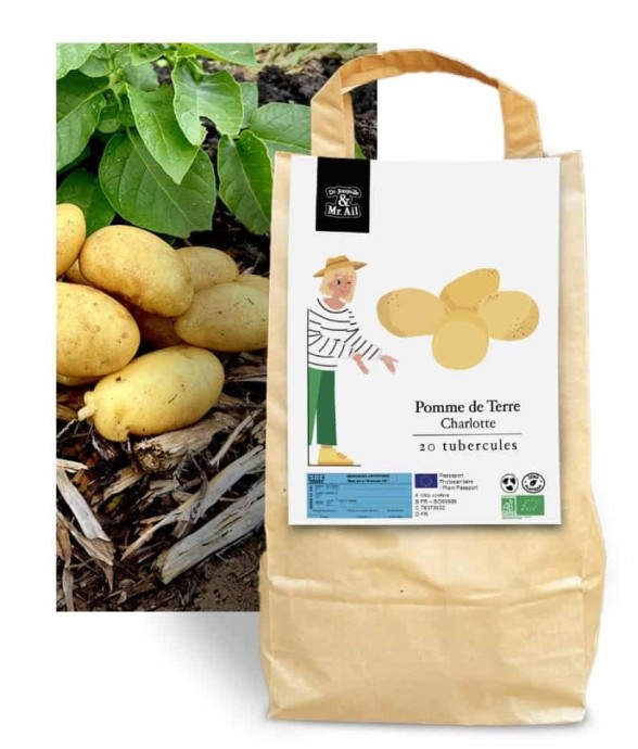 Pomme de terre Charlotte