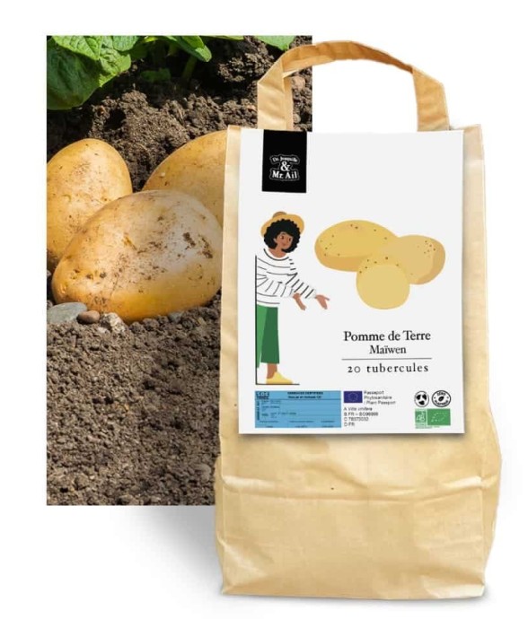 Pomme de terre Maïwen