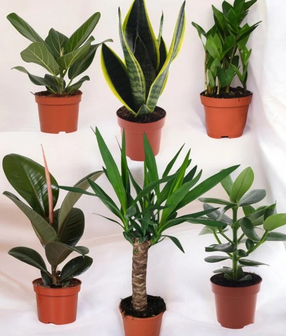 Coffret - Pack de 6 plantes...