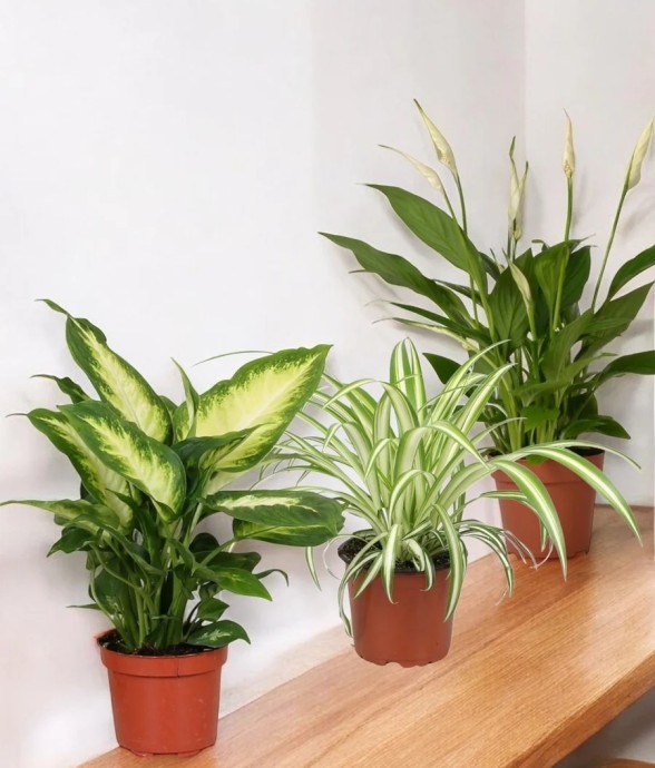 Coffret - Trio de plantes -...