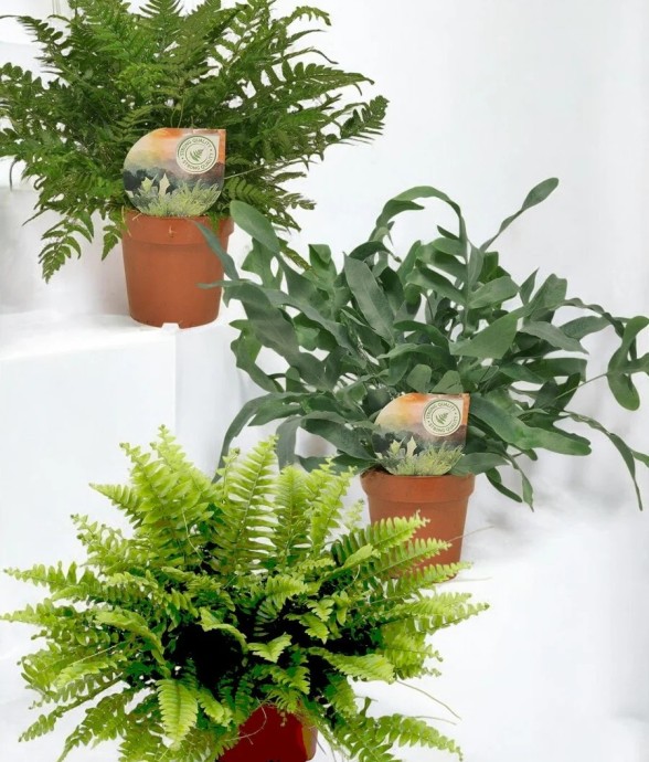 Coffret - Trio de plantes -...
