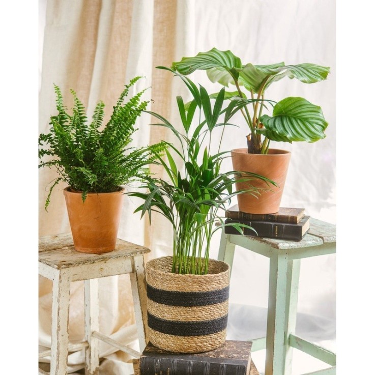 Coffret - Trio de plantes -  🐾 Purifiantes & Pet's Friendly