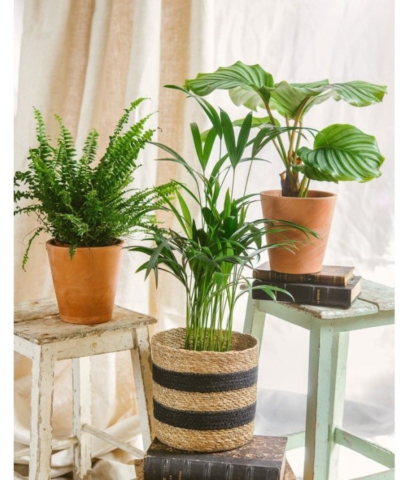 Coffret - Trio de plantes -...