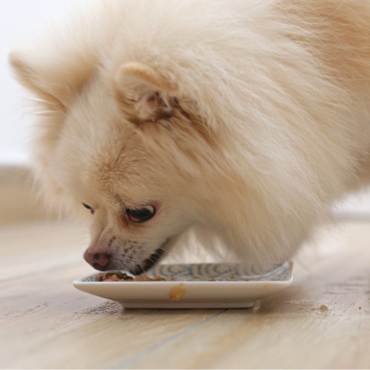 Eukanuba - Croquettes Sans Céréales au Poisson pour Chien de Petite et Moyenne Taille