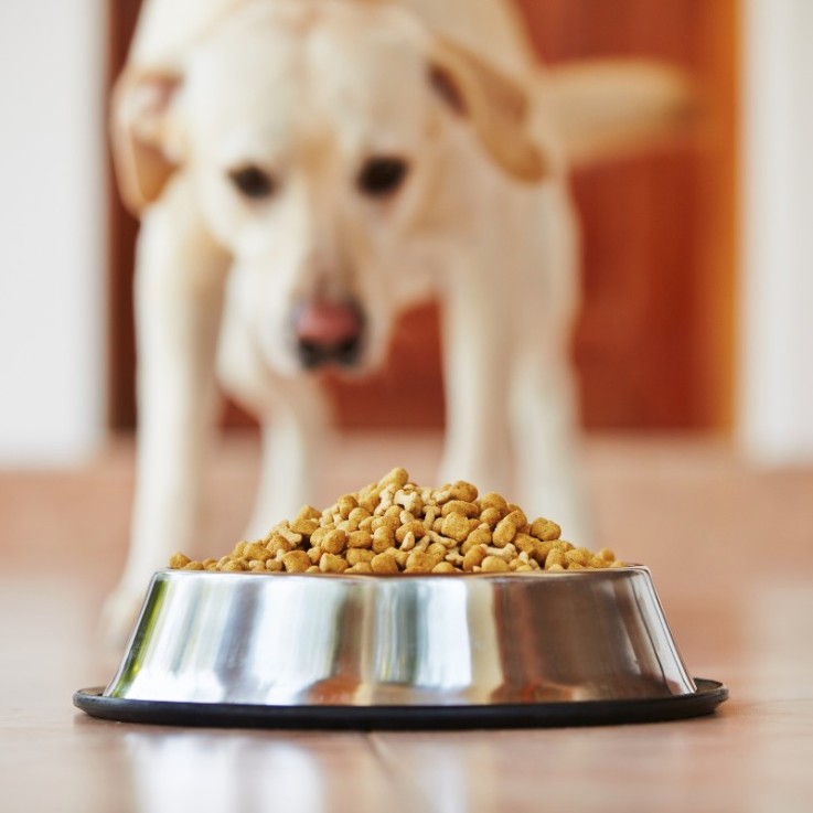 Carnilove - Croquettes Sans Cérales True Fresh au Poisson pour Chien