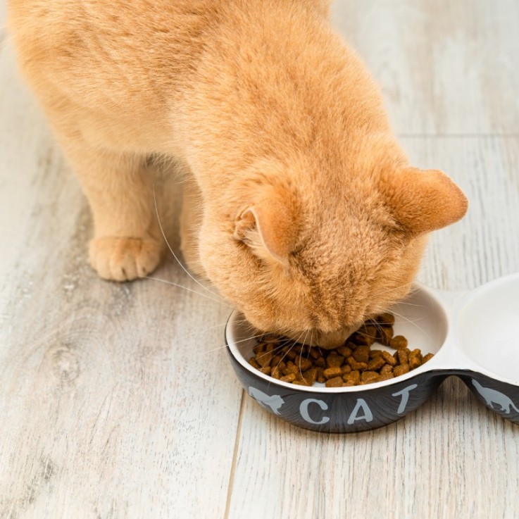 Felichef - Croquettes Sans Céréales Bio à la Volaille pour Chat