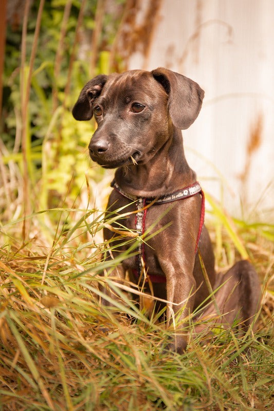 Alleva - Croquettes Sans Céréales Poulet et Canard pour Chiot de Grande Taille