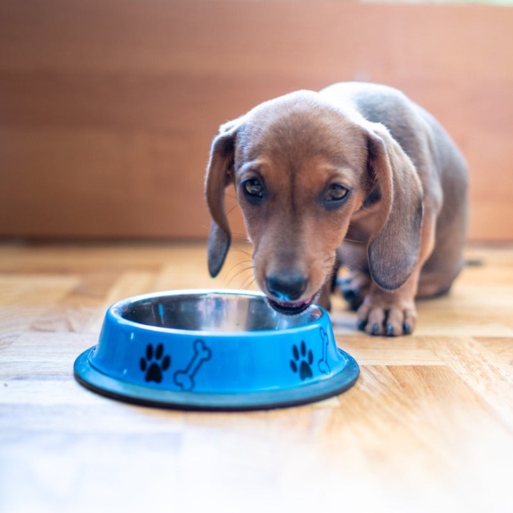 Carnilove - Croquettes Sans Céréales Saumon & Dinde pour Chiot