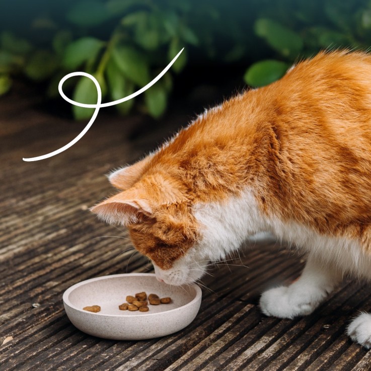 Yarrah - Croquettes Biologiques Sans Blé Poulet & Poisson pour Chat Stérilisé