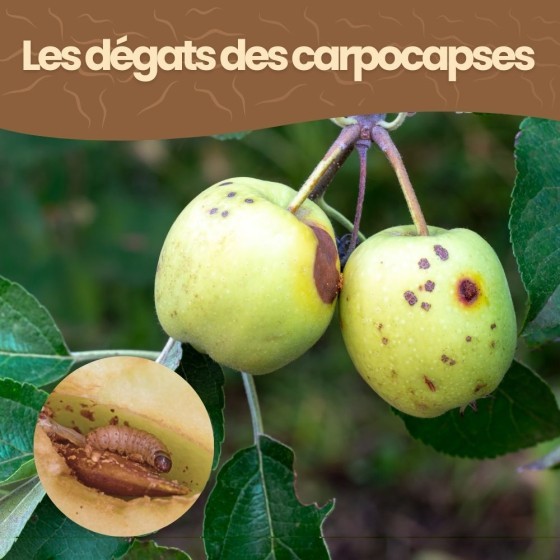Nématodes SF contre carpocapses de la pomme, poire et noix - 5M - 2 arbres