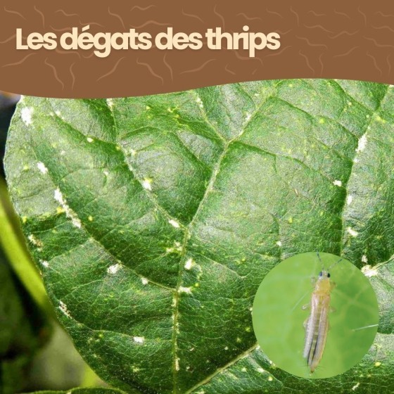 Nématodes SF contre thrips - 100 millions - 200 m²