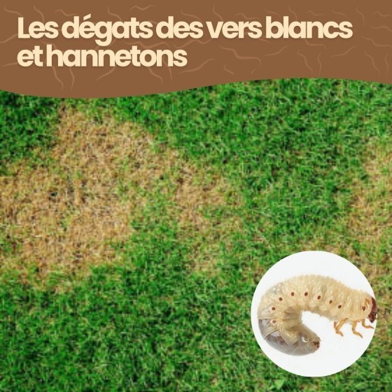 Nématodes HB contre vers blancs et hannetons - 5 millions - 10 m²