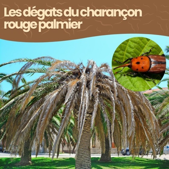 Nématodes SC contre charançon rouge du palmier - 25 millions - 1 à 2 palmiers