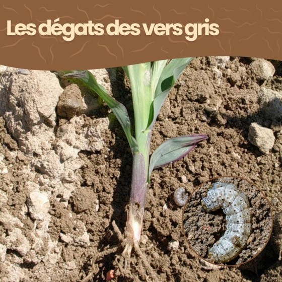 Nématodes SC contre vers gris - 10 millions - 20 m²