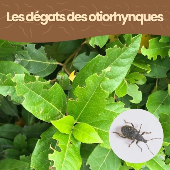 Nématodes HB contre otiorhynques - 25 millions - 50 m²