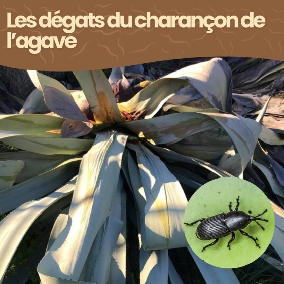 Nématodes SC contre charançon de l'agave - 50 millions - 10 plantes