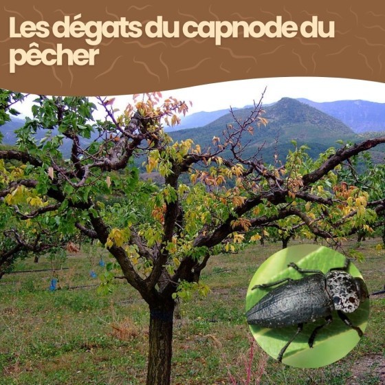 Nématodes SC contre capnode du pêcher - 5 millions - 1 arbre