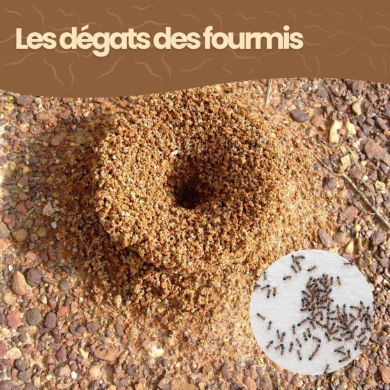 Nématodes SF contre fourmis - 250 millions - 500 m²