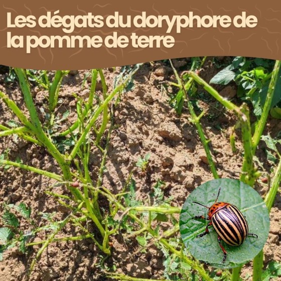 Nématodes SC contre doryphore de la pomme de terre - 10 millions - 20 m²