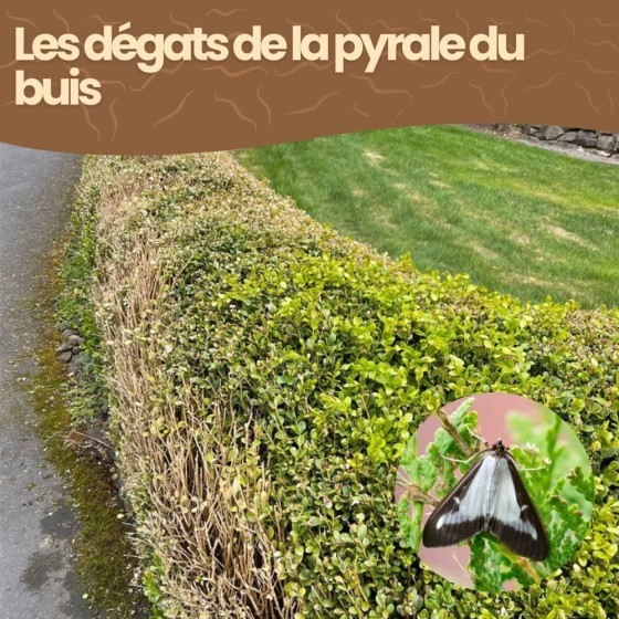 Nématodes SC contre pyrale du buis - 10 millions - 6 arbustes