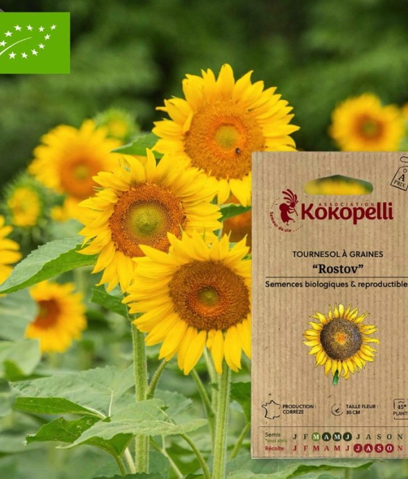 Tournesol à Graines Rostov-...